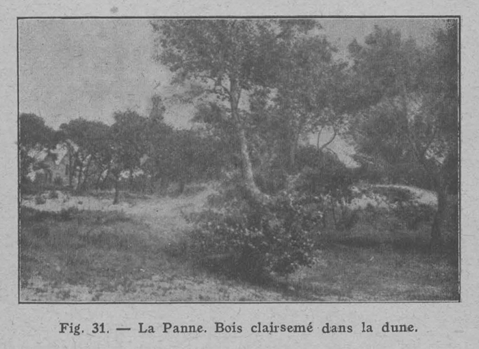 Rahir (1928, fig. 31)