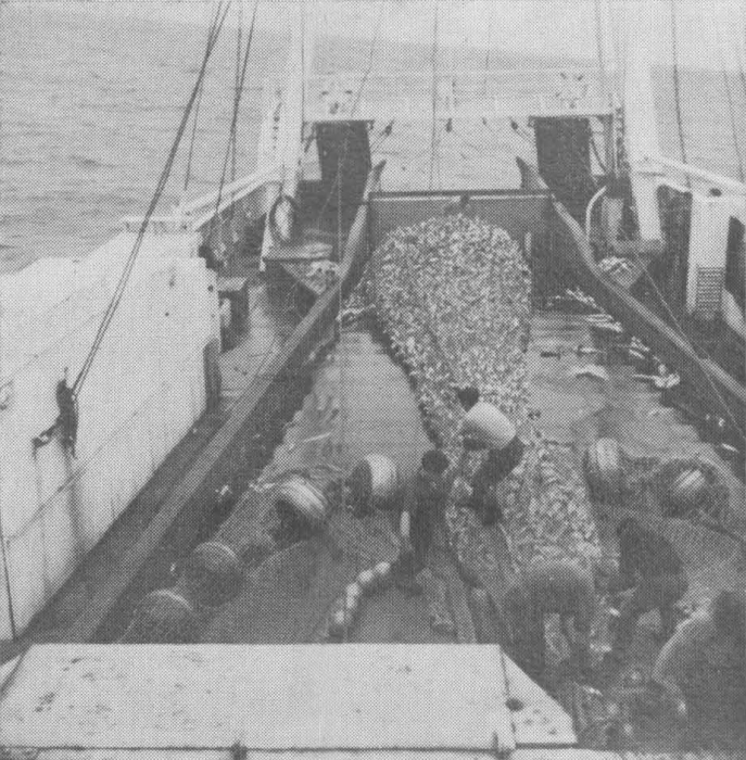 Desnerck (1976, fig. 322)
