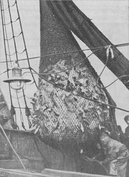 Desnerck (1976, fig. 450)
