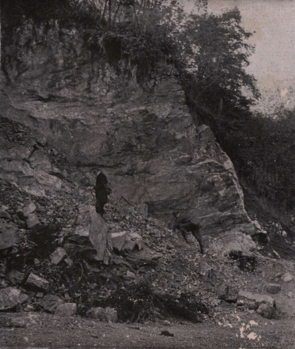 Gilson (1914, fig. 010)
