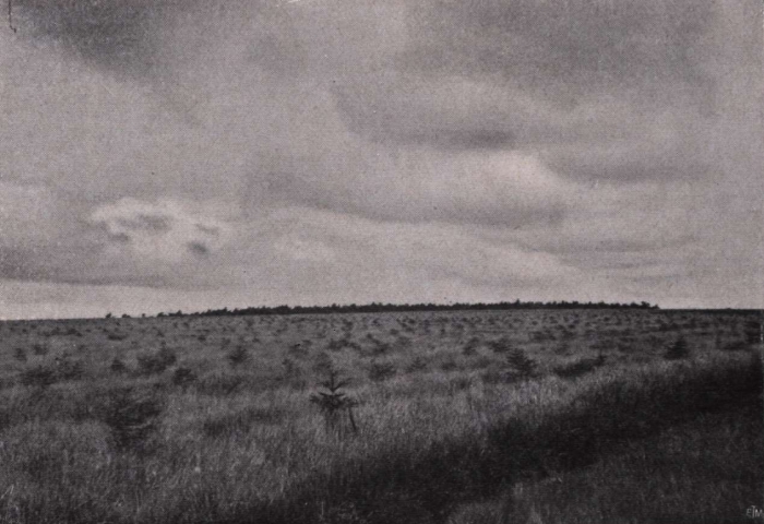 Gilson (1914, fig. 019)