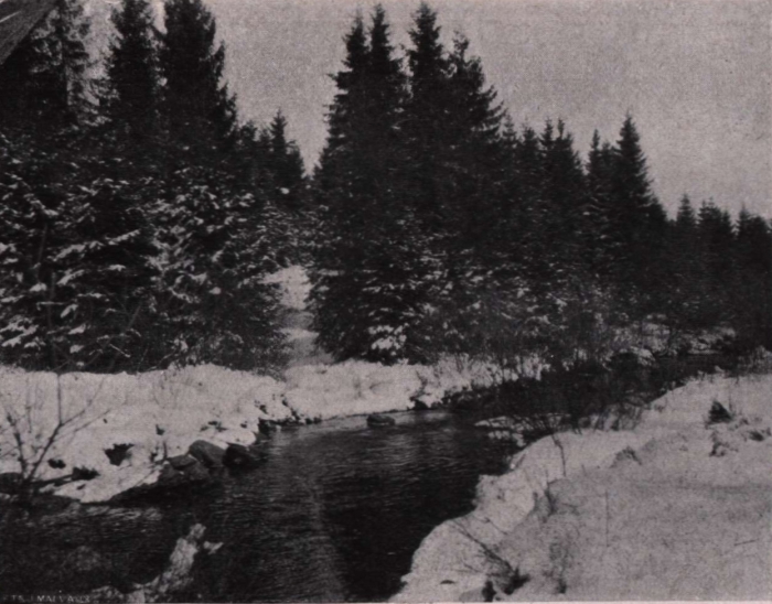 Gilson (1914, fig. 020)
