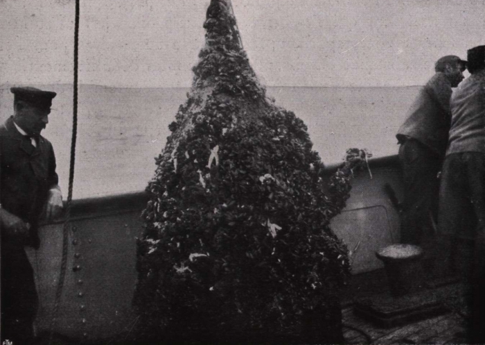Gilson (1914, fig. 028)