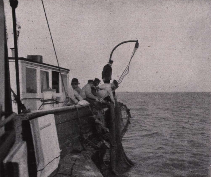 Gilson (1914, fig. 046)