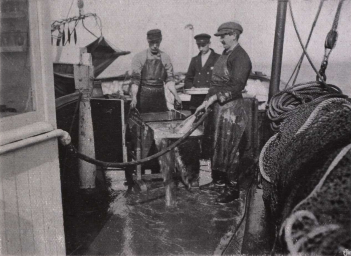 Gilson (1914, fig. 048)