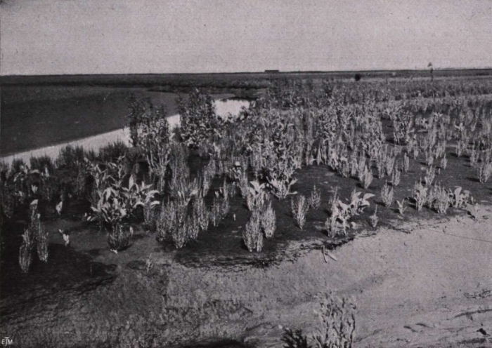 Gilson (1914, fig. 050)