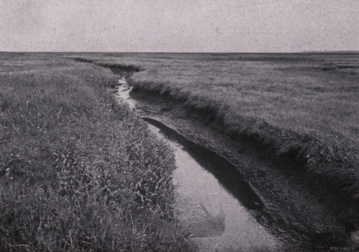 Gilson (1914, fig. 051)