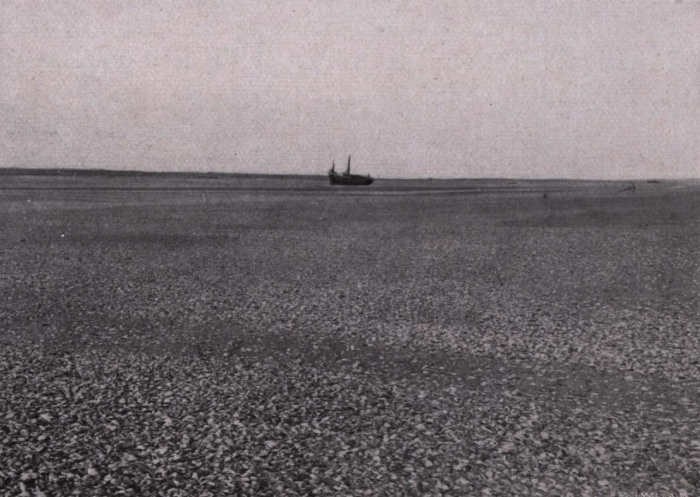 Gilson (1914, fig. 052)