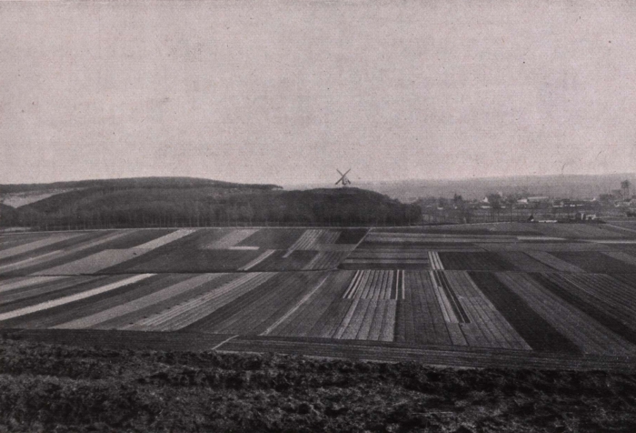 Gilson (1914, fig. 056)