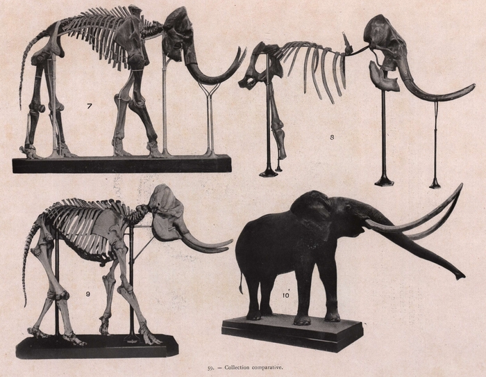 Gilson (1914, fig. 059) Gilson (1914, fig. 059)