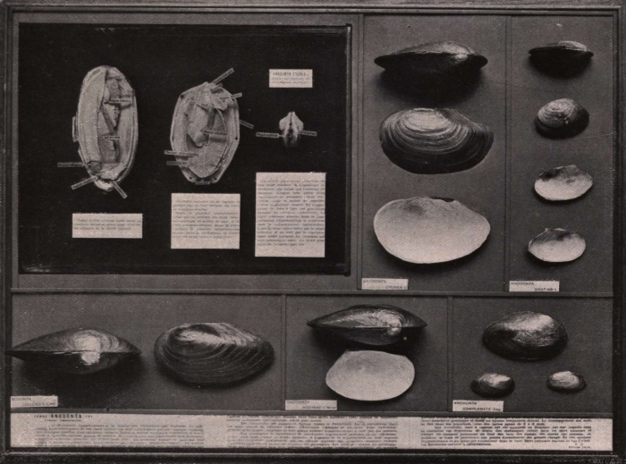 Gilson (1914, fig. 061)