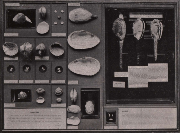 Gilson (1914, fig. 062)