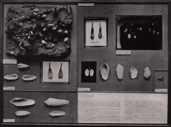 Gilson (1914, fig. 063)