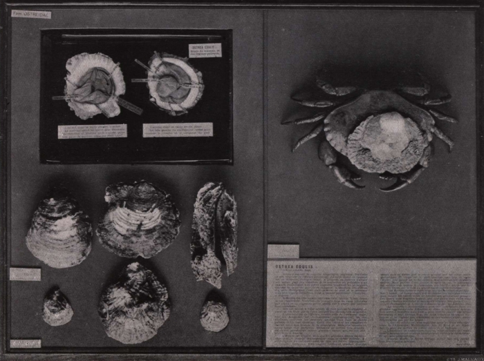 Gilson (1914, fig. 064)