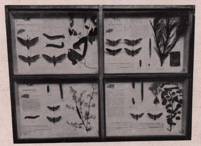 Gilson (1914, fig. 067)