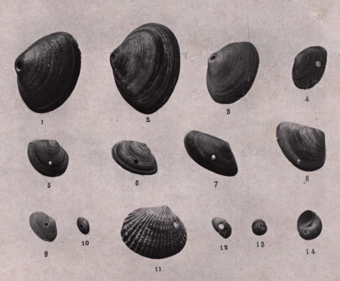 Gilson (1914, fig. 068)