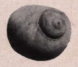 Gilson (1914, fig. 070)