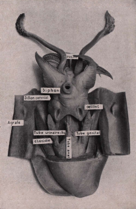 Gilson (1914, fig. 071)