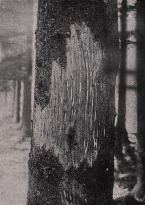 Gilson (1914, fig. 072)