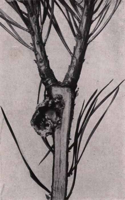 Gilson (1914, fig. 073)