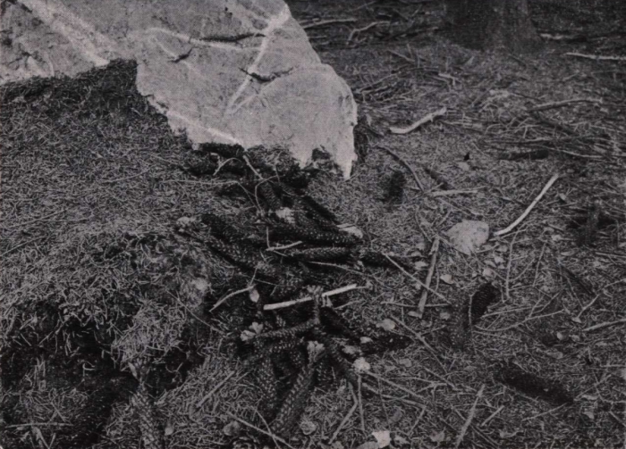 Gilson (1914, fig. 074)