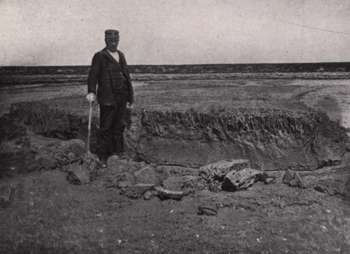 Gilson (1914, fig. 076)