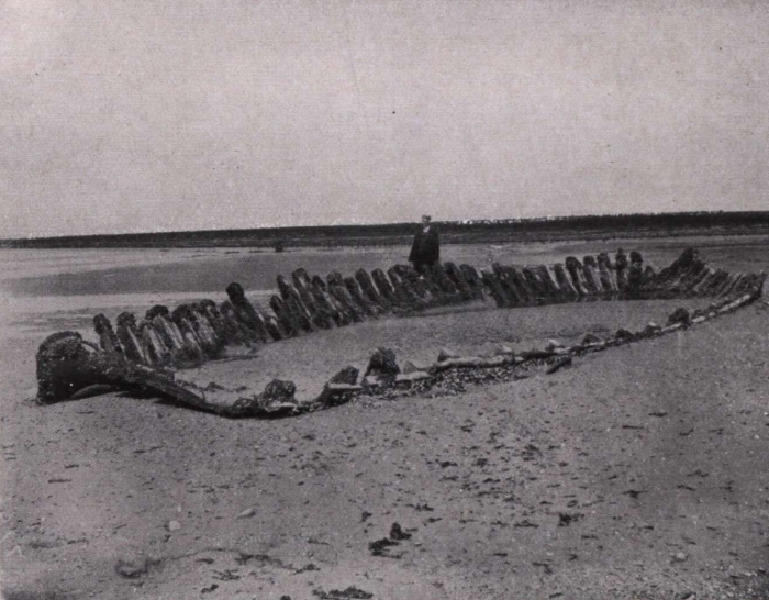 Gilson (1914, fig. 077)