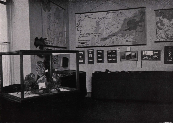 Gilson (1914, fig. 078)