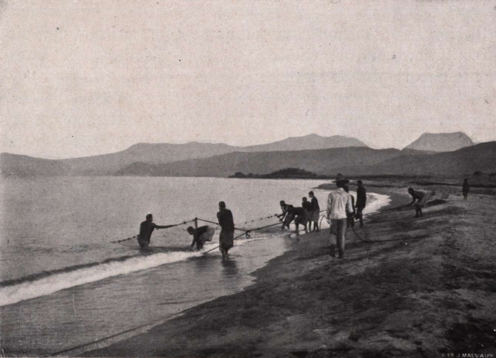 Gilson (1914, fig. 084)