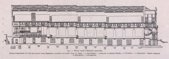 Gilson (1914, fig. 104)
