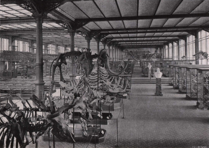 Gilson (1914, fig. 106)