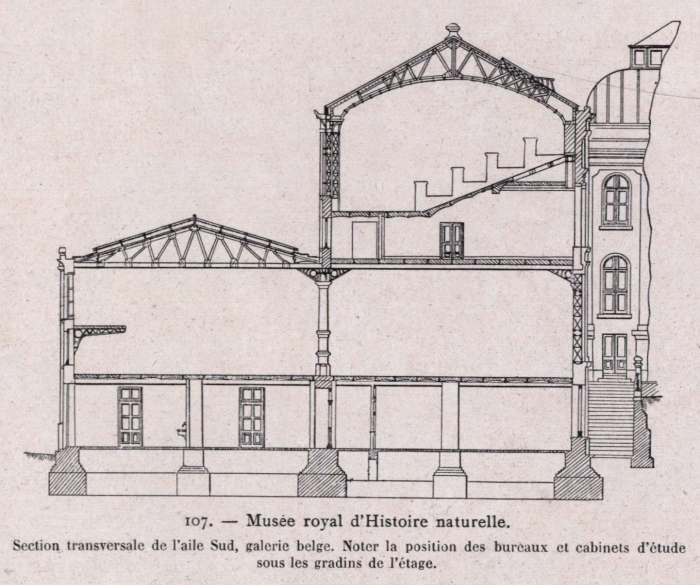 Gilson (1914, fig. 107)