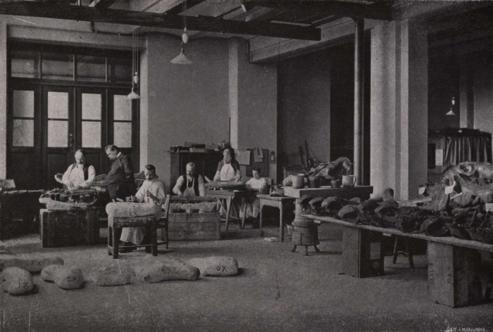 Gilson (1914, fig. 109)