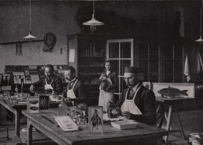 Gilson (1914, fig. 110)