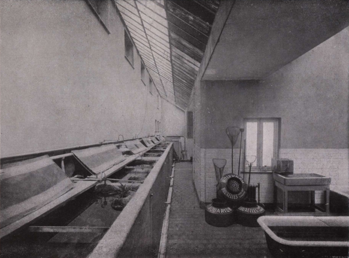 Gilson (1914, fig. 129)