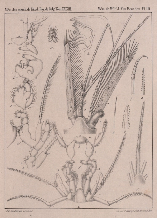 Van Beneden (1861, pl. 03)