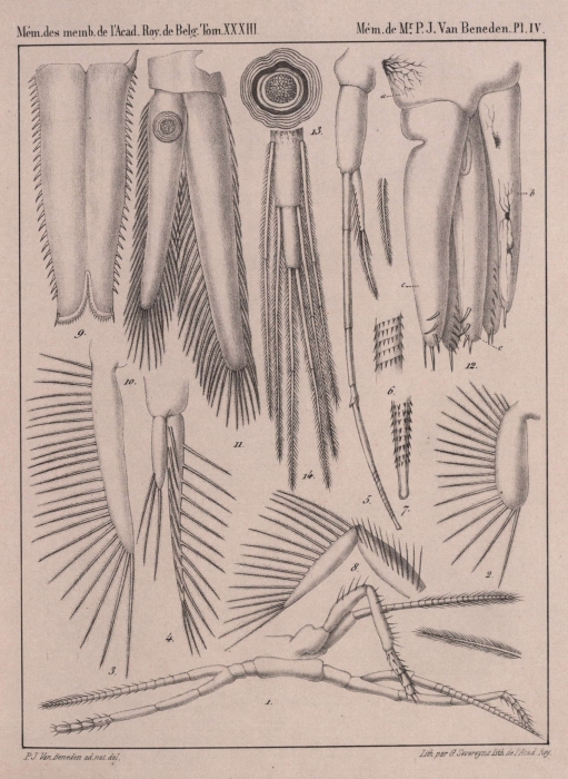 Van Beneden (1861, pl. 04)