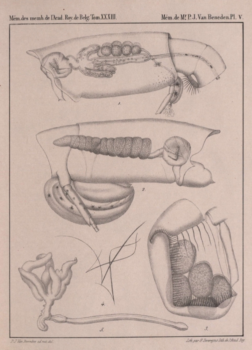 Van Beneden (1861, pl. 05)