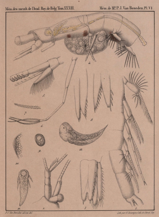 Van Beneden (1861, pl. 06)