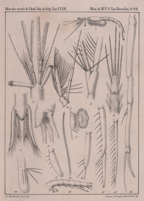 Van Beneden (1861, pl. 07)