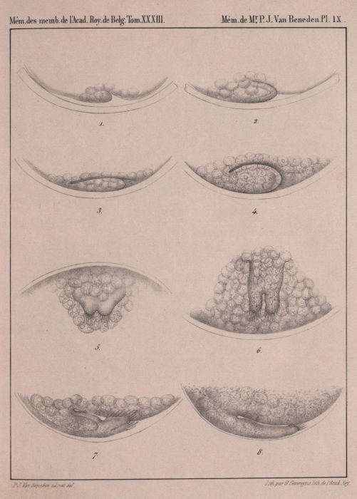 Van Beneden (1861, pl. 09)