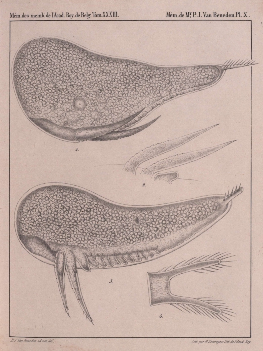 Van Beneden (1861, pl. 10)