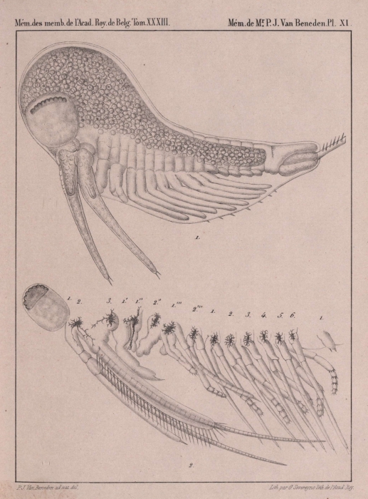 Van Beneden (1861, pl. 11)