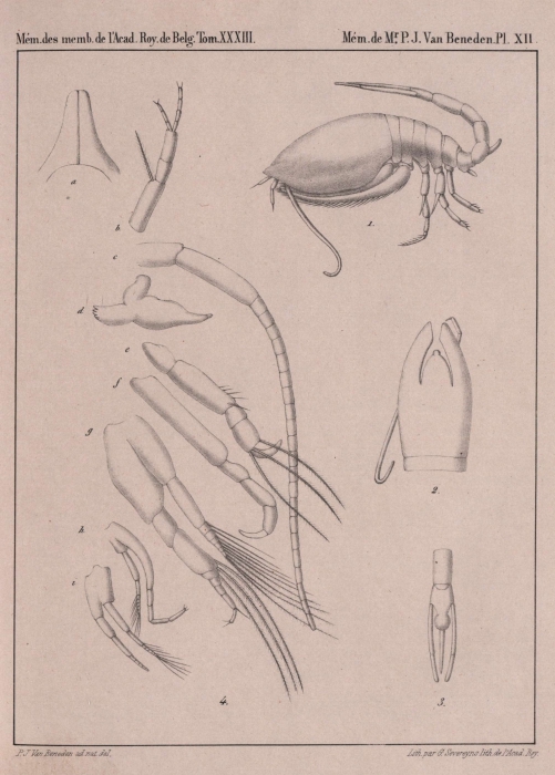 Van Beneden (1861, pl. 12)