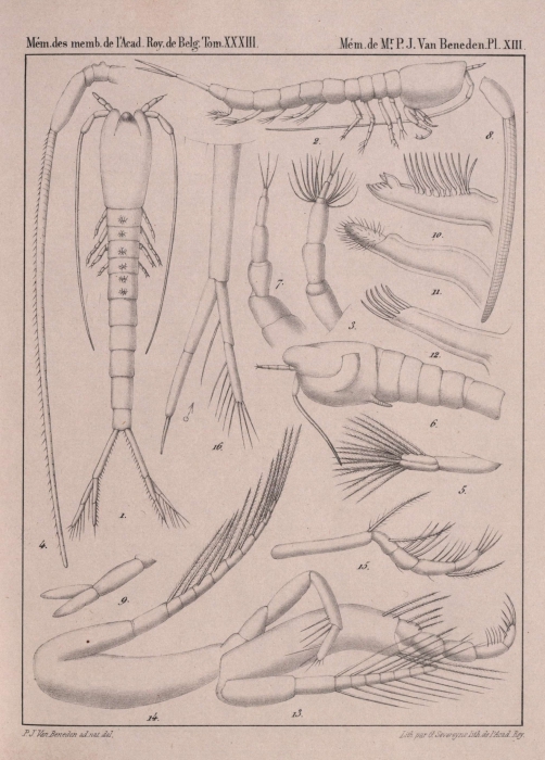 Van Beneden (1861, pl. 13)