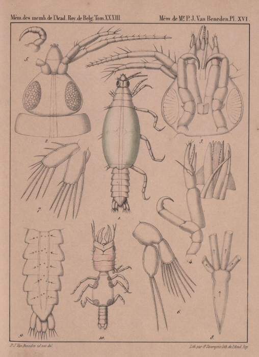Van Beneden (1861, pl. 16)