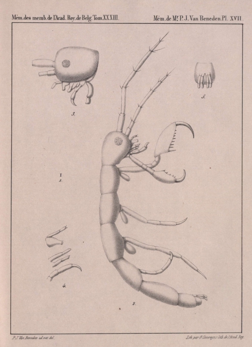 Van Beneden (1861, pl. 17)