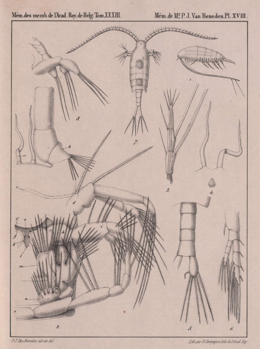 Van Beneden (1861, pl. 18)
