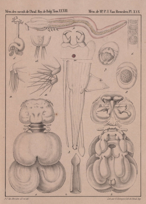 Van Beneden (1861, pl. 19)