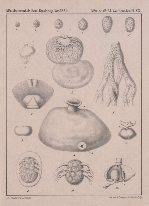 Van Beneden (1861, pl. 20)